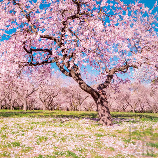 Kirschblütenbaum mit rosa Blüten und grünen Blättern.