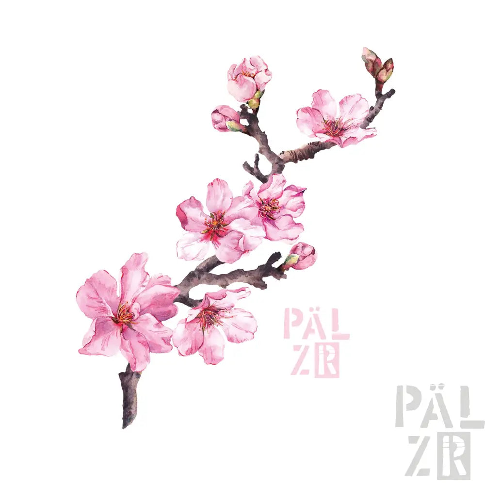 Eine zarte Aquarellillustration eines Kirschblütenzweiges mit weichen rosa Blüten und aufkeimenden Knospen auf dunkelbraunen Ästen.